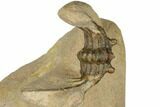 Spiny Leonaspis Trilobite - Foum Zguid, Morocco #186713-5